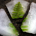 cracked iced fern 2/3
