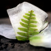 monolith iced fern 3/3 by francoise