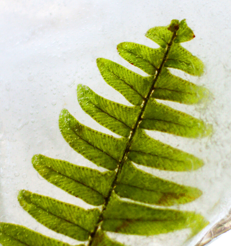 iced fern 1/3 by francoise