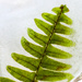 iced fern 1/3