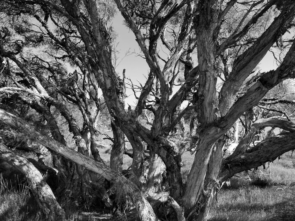 B&W Favourite  by narayani