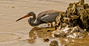 8th Feb 2025 - Tricolored Heron!