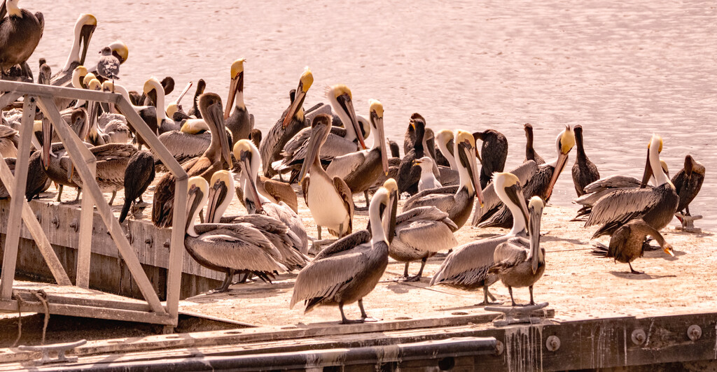 Pelicans on the Dock! by rickster549
