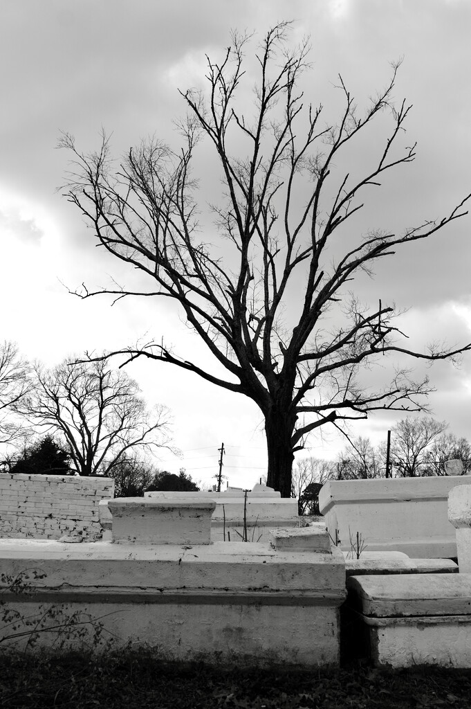 Sweet Olive Cemetery by eudora