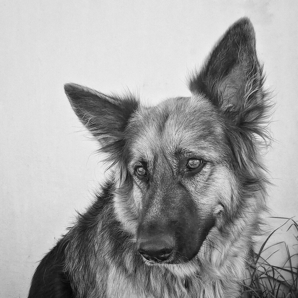 Jax by salza
