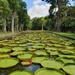 Amazonian Water Lilies by will_wooderson