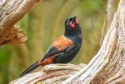 9th Feb 2025 - Saddleback
