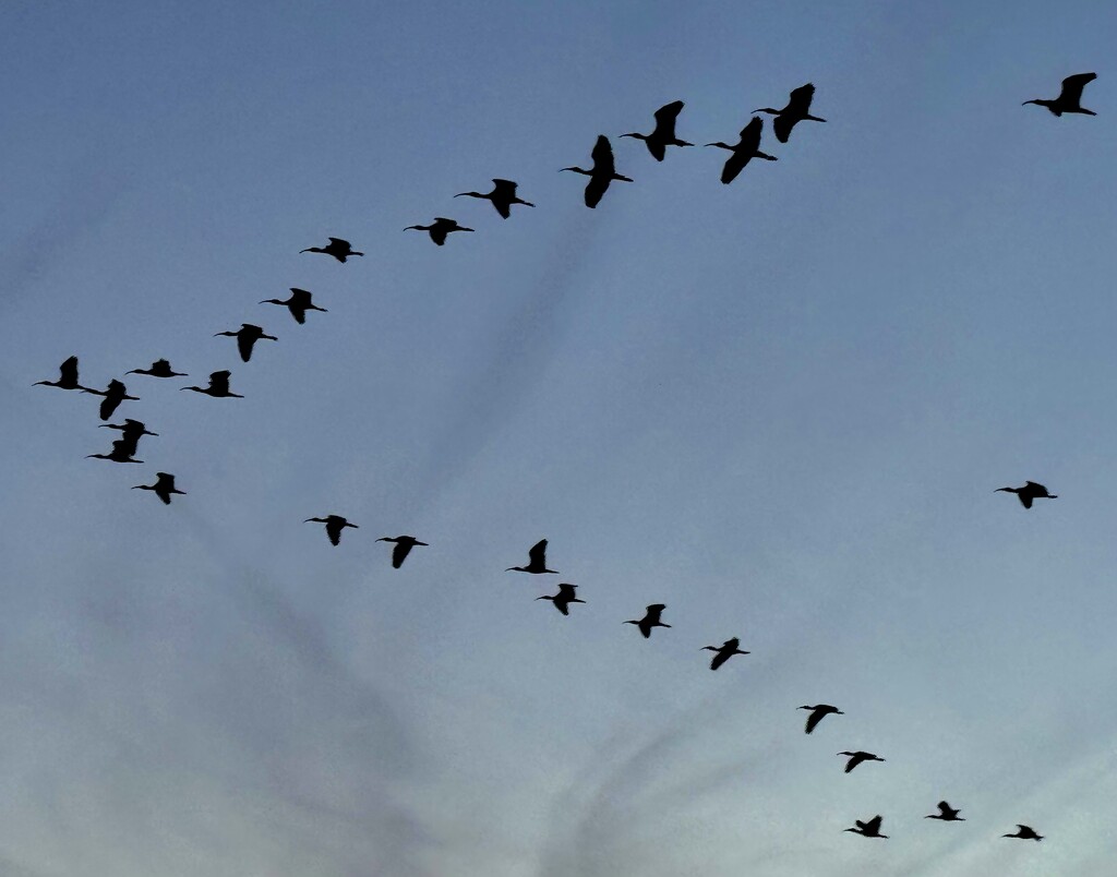 Classic V-formation by congaree