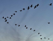 8th Feb 2025 - Classic V-formation