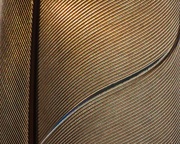 9th Feb 2025 - Feather