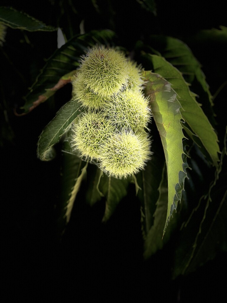 Sweet chestnut by pusspup