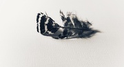 9th Feb 2025 - Feather