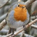 Robin by fishers
