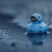 Puddle Duck by swchappell