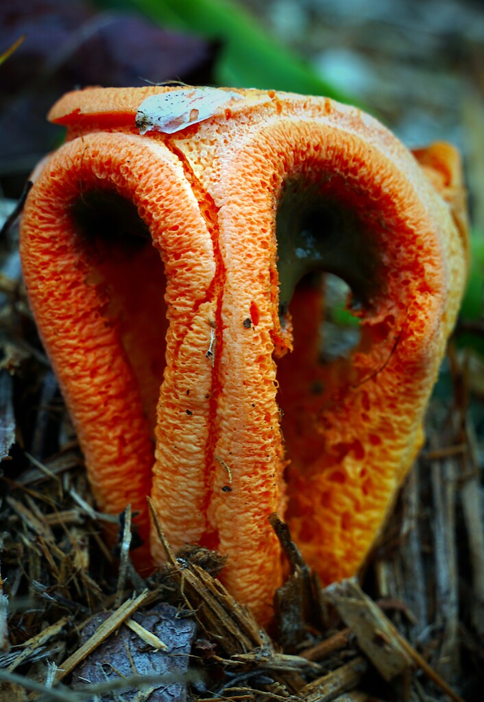 Final Portrait of Stinky Squid Stinkhorn  by photohoot
