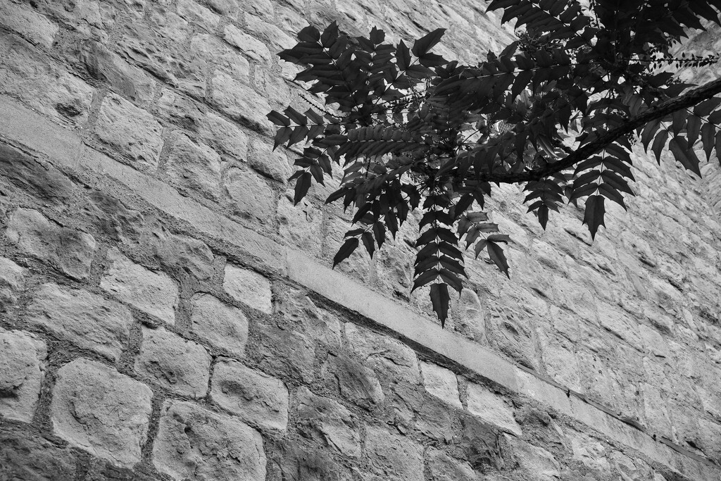 An upward glance by tiaj1402