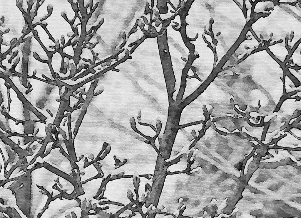 Snow Painted Trees by gardencat