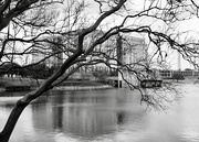 7th Feb 2025 - Capitol Lake