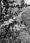 8th Feb 2025 - Dried hydrangea 