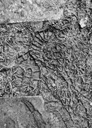 9th Feb 2025 - Muddled footsteps 