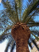 9th Feb 2025 - Palm tree