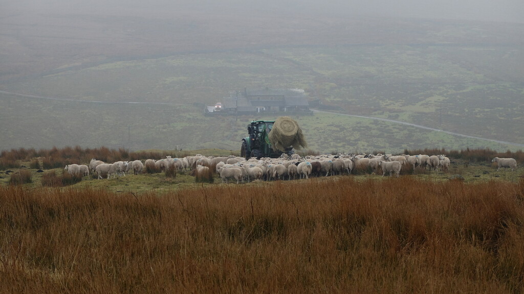 sheep rain tractor by minsky365