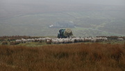 9th Feb 2025 - sheep rain tractor