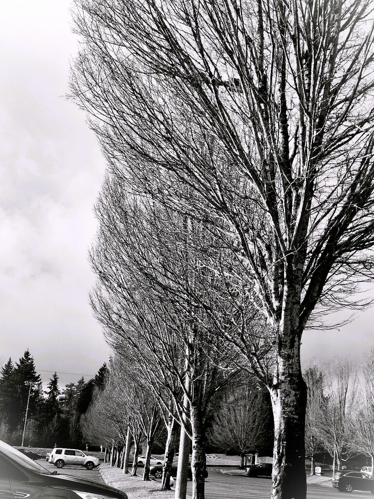 What a Tree-rific day!     (FOR2025   9) by sewfree