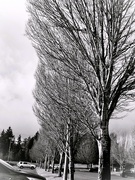 9th Feb 2025 - What a Tree-rific day!     (FOR2025   9)