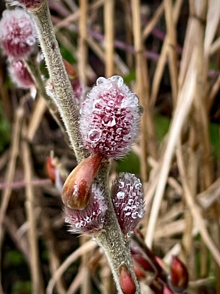 Willow Buds by nicolaeastwood