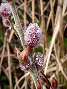 9th Feb 2025 - Willow Buds