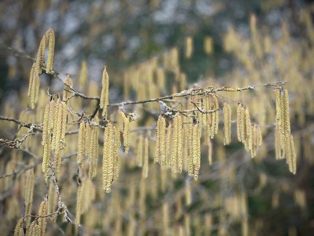 Yellow Catkins by nicolaeastwood