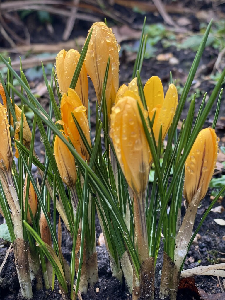 Crocus by nicolaeastwood