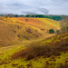 Walking on Sandy Heath, Bedfordshire by neil_ge