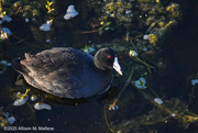 9th Feb 2025 - American Coot