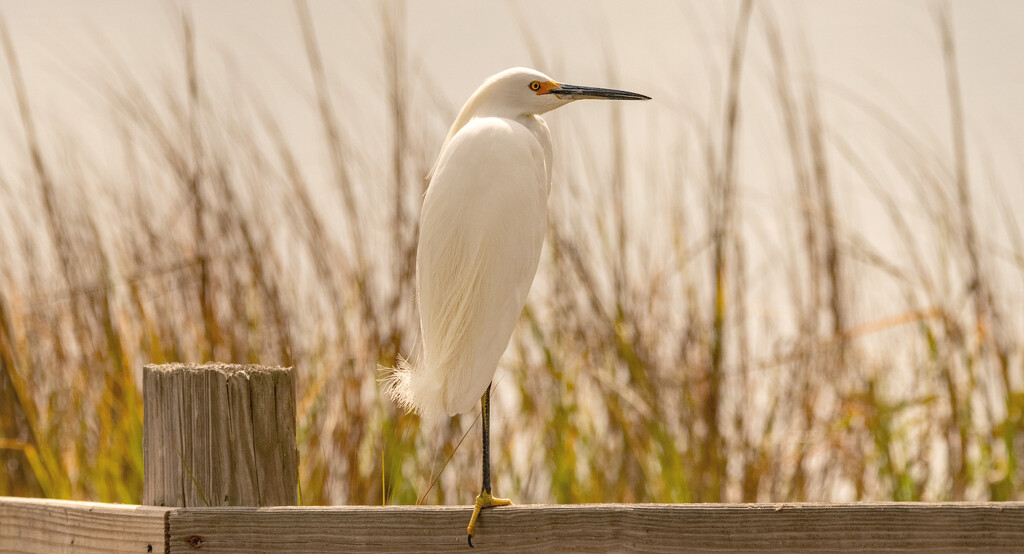 Snowy Egret! by rickster549