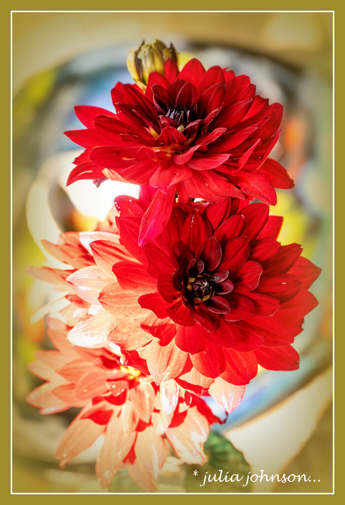 Dahlia's by julzmaioro