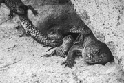 5th Feb 2025 - Skink Family
