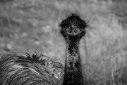 6th Feb 2025 - Emu