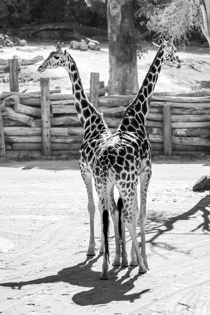 Giraffes by nickspicsnz