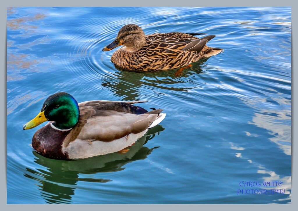 Mr and Mrs Mallard by carolmw