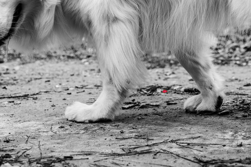 Footsteps by k9photo