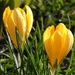 Crocuses by fishers