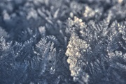 10th Feb 2025 - Ice crystals