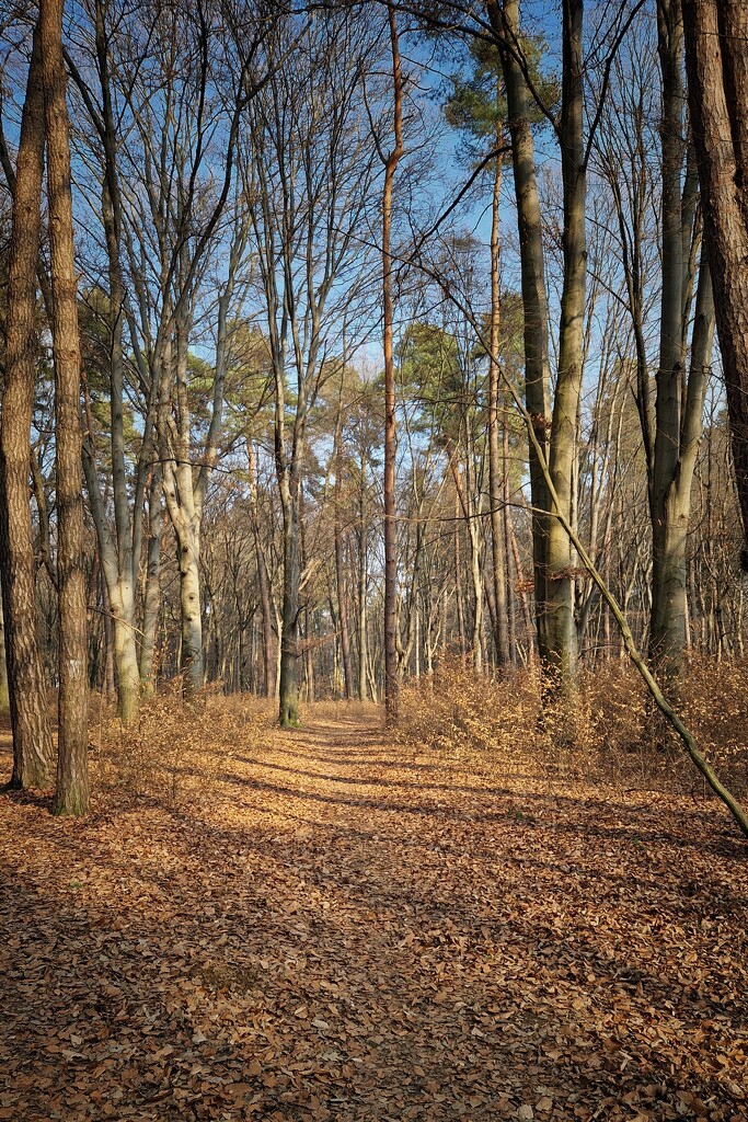 Another winter day without snow by duska