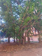 10th Feb 2025 - Ficus