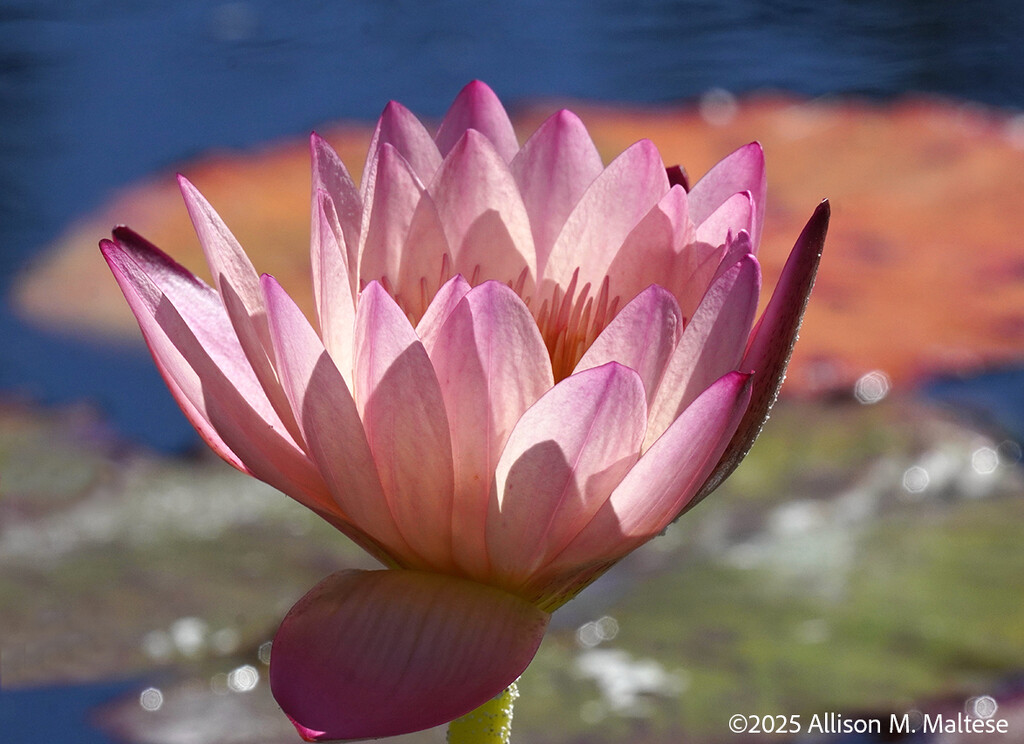 In the Water Garden by falcon11
