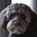 My favourite subject 🐾💕 by wendystout