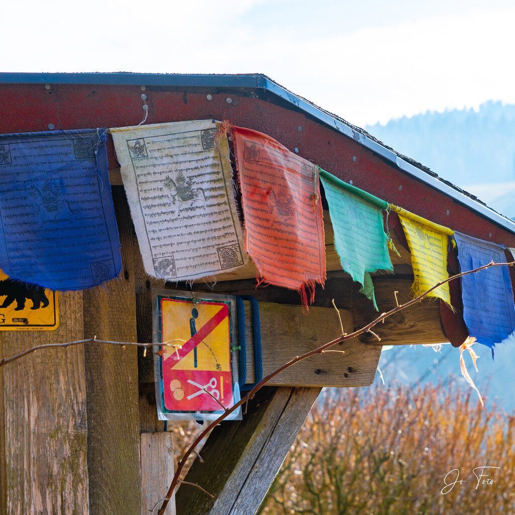 roof of a garden shed by jo63