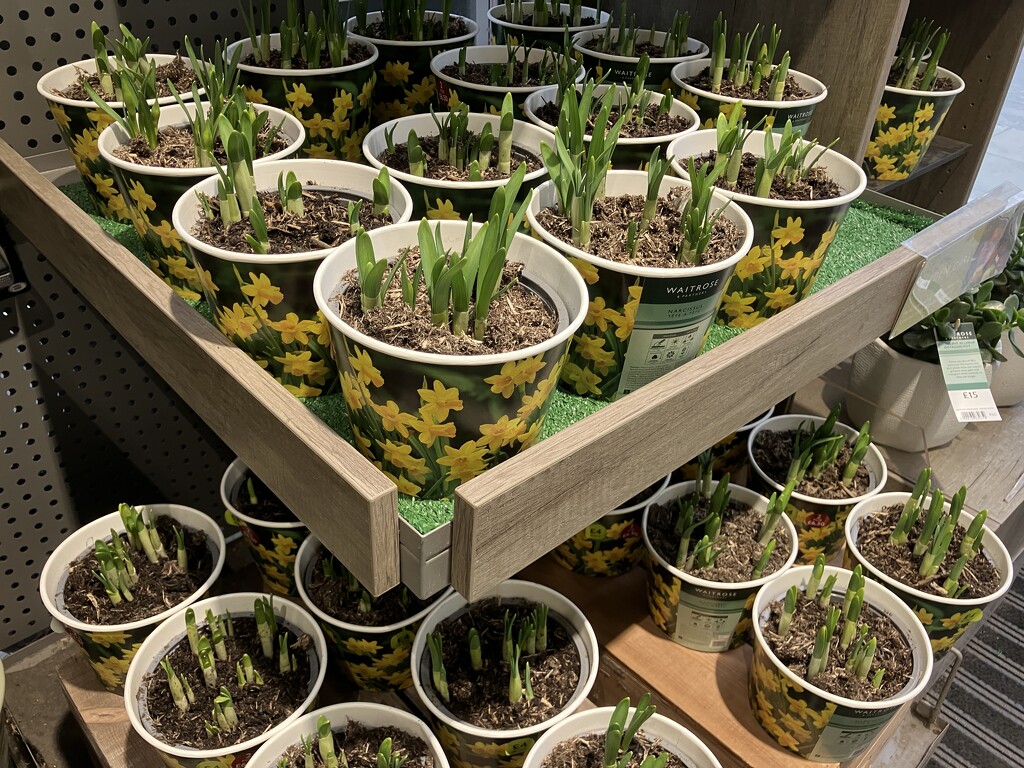 Fancy a Pot of Daffodils? by foxes37